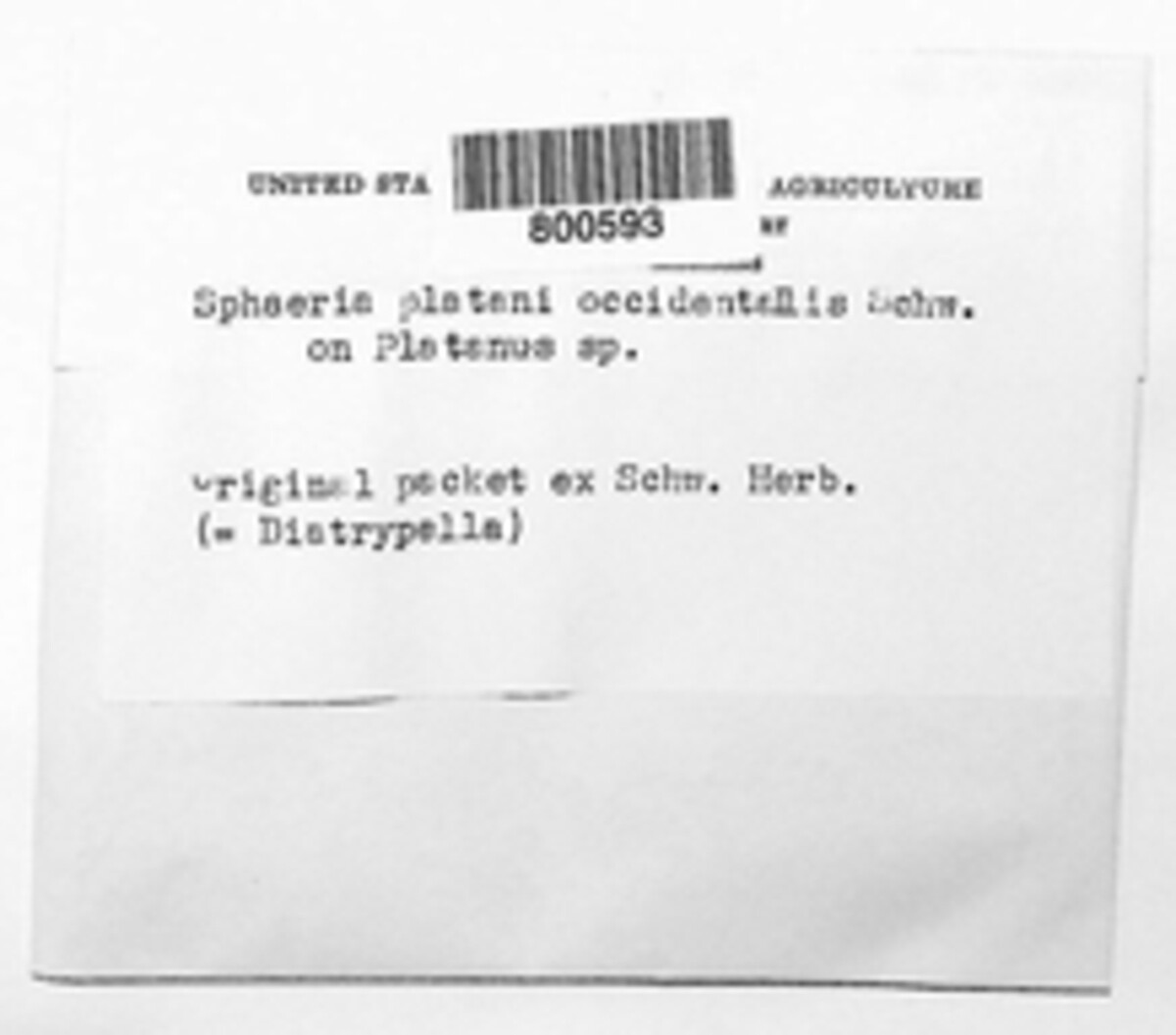 Valsa platani image